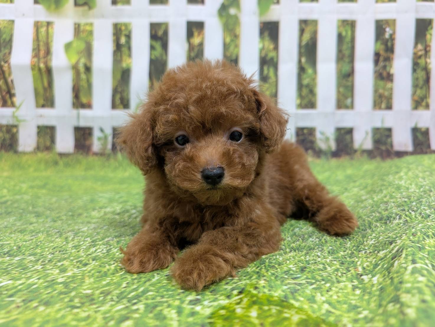 仔犬の写真